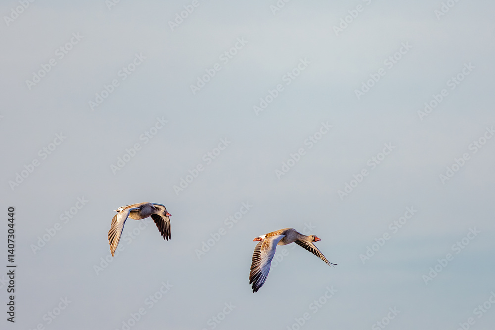 birds flying in the sky