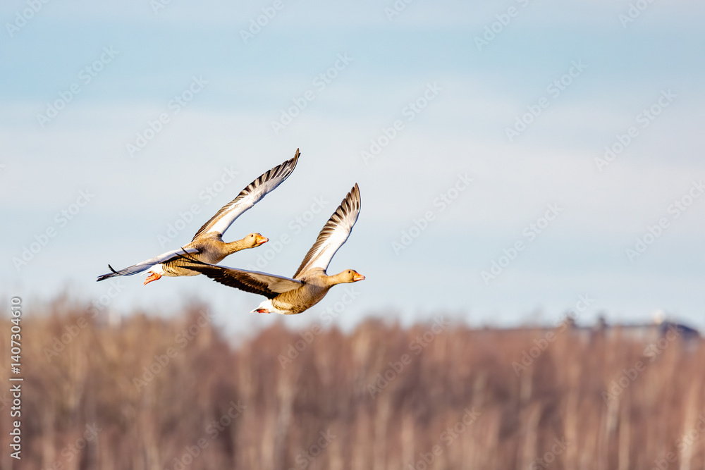 greylag geese
