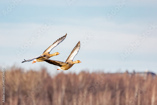 greylag geese