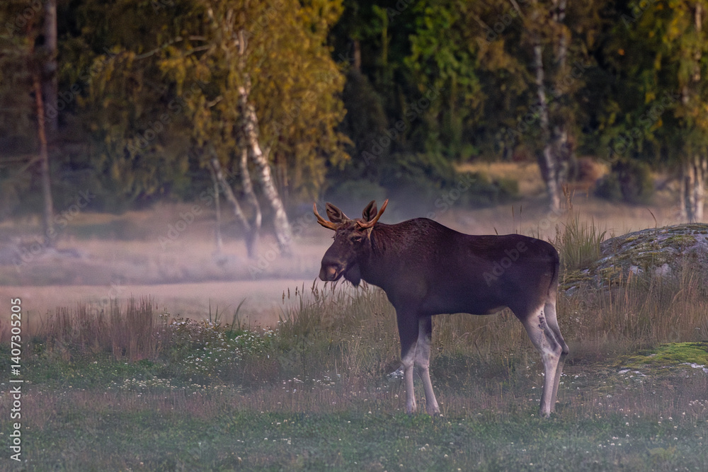 elk in the forest