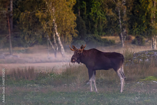 Obraz na płótnie elk in the forest w salonie