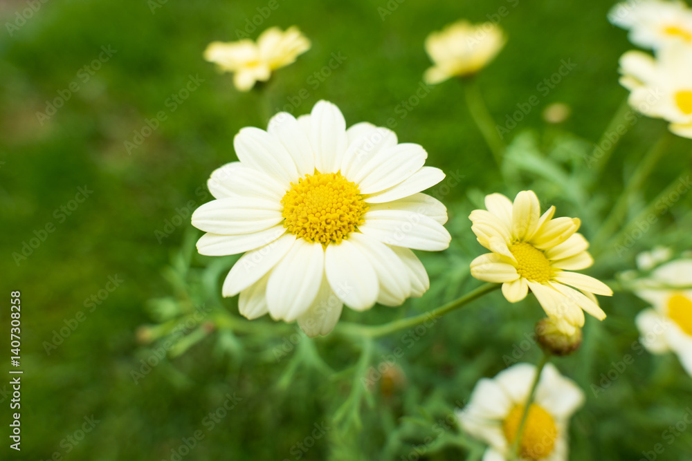 Fototapeta premium Blooming marguerite daisies (Leucanthemum vulgare) with white petals and yellow centers in a green garden, captured in soft natural light.