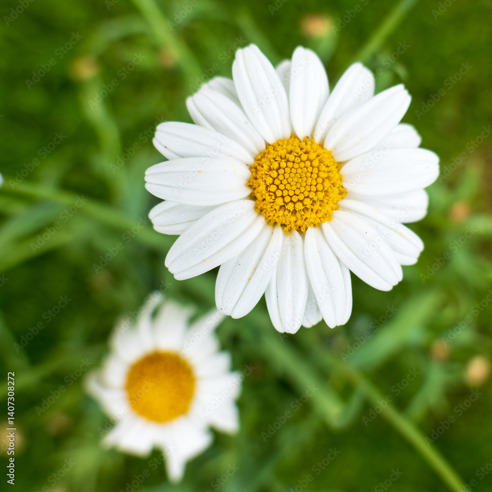 Blooming marguerite daisies (Leucanthemum vulgare) with white petals and yellow centers in a green garden, captured in soft natural light. Blooming marguerite daisies (Leucanthemum vulgare) with white petals and yellow centers in a green garden, captured in soft natural light.