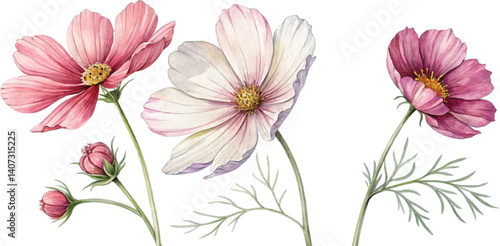 Watercolor Cosmos Flowers
