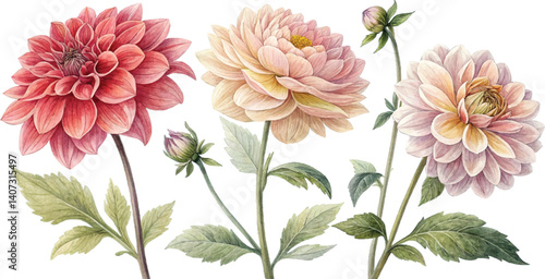 Watercolor Dahlia Flowers