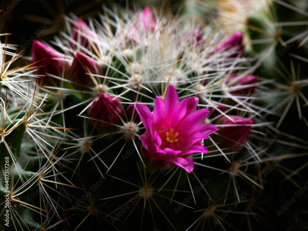 Mammillaria, a flowering cactus at springtime