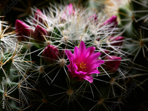 Obraz na płótnie Mammillaria, a flowering cactus at springtime w salonie
