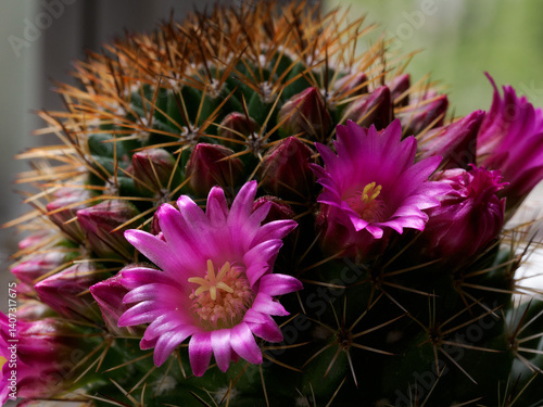 Mammillaria, a flowering cactus at springtime