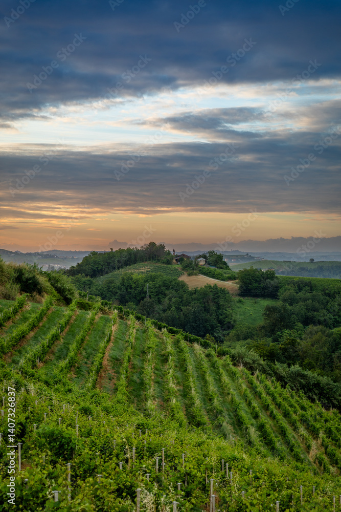 Naklejka premium Sunrise over vineyards near Cisterna D'asti, Piedmont