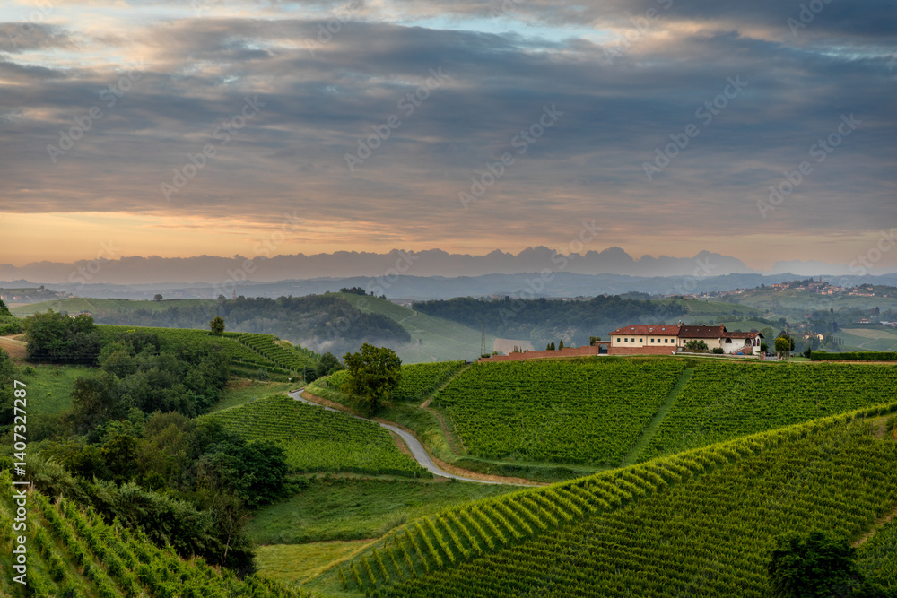 Naklejka premium Sunrise over vineyards near Cisterna D'asti, Piedmont