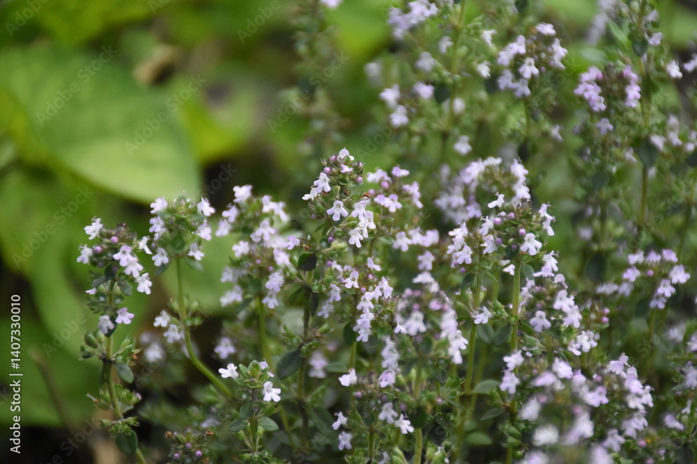 Wild Thyme Herb Growing in Natural Habitat Wild Thyme Herb Growing in Natural Habitat
