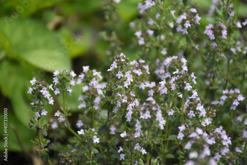 Wallpaper Mural Wild Thyme Herb Growing in Natural Habitat Torontodigital.ca