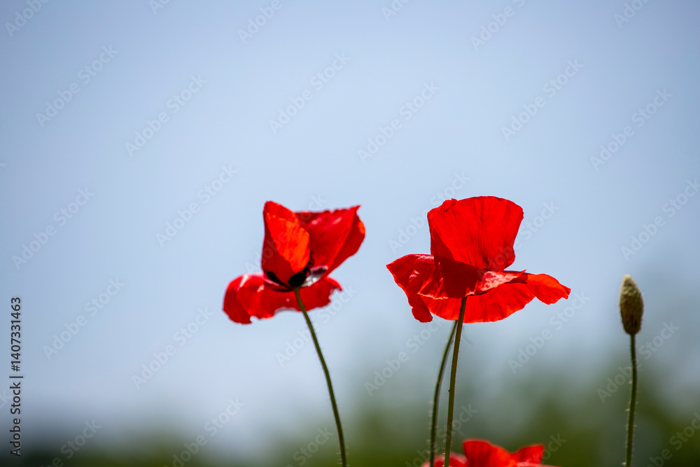 Obraz premium 양귀비, 자라섬