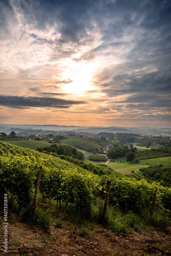 Naklejka premium Sunrise over vineyards near Cisterna D'asti, Piedmont