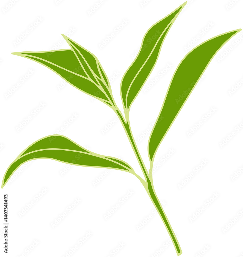 Fototapeta premium Matcha tea leaves illustration