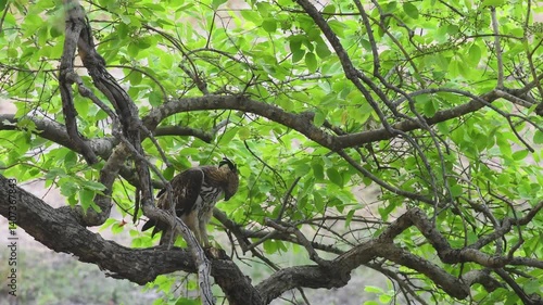 closeup shot of changeable or crested hawk eagle or nisaetus cirrhatus perched on branch in natural green background in safari at bandhavgarh national park forest tiger reserve madhya pradesh india