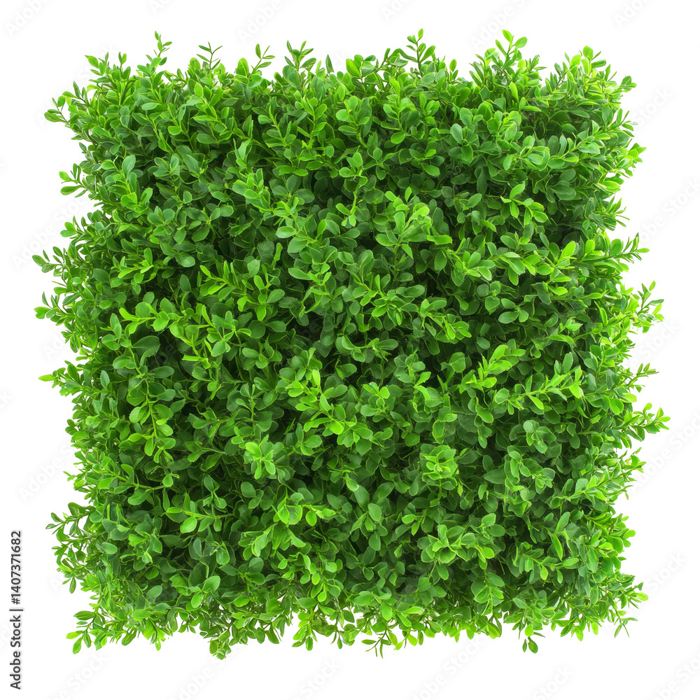 Fototapeta premium Lush green square bush isolated on a bright transparent background for landscaping and gardening projects, green bush square shape isolated on transparent background