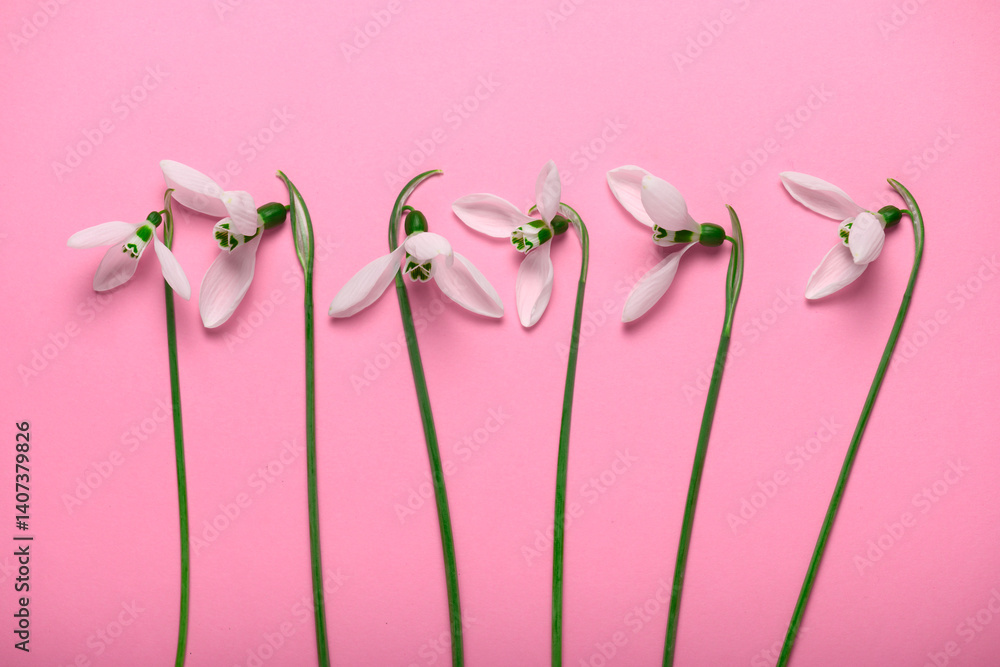 blooming snowdrop flowers on a pink color backdrop, top view, studio photo, abstract floral background