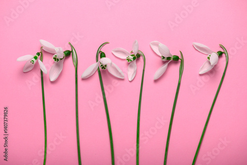 Obraz na płótnie blooming snowdrop flowers on a pink color backdrop, top view, studio photo, abstract floral background w salonie