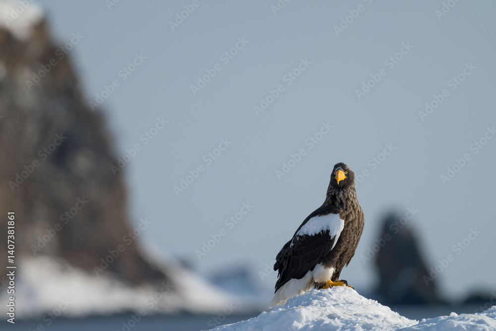Steller's sea eagles and white-tailed eagles flying through the blue sky or over snowy landscapes Steller's sea eagles and white-tailed eagles flying through the blue sky or over snowy landscapes