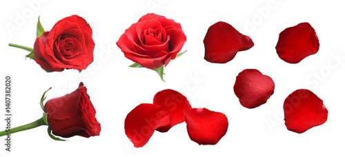 Fototapeta Naklejka Na Ścianę i Meble -  set of red rose petals isolated