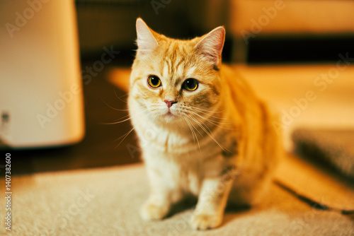 Canvas Print 天使のような猫