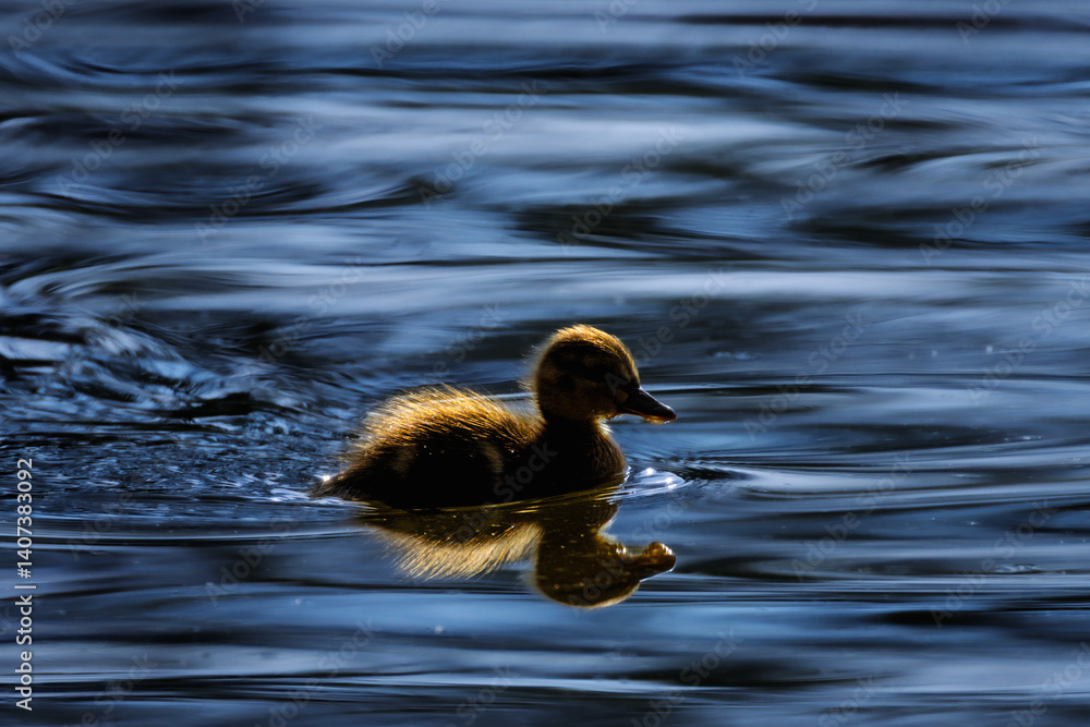 duckling in a pond in the morning light