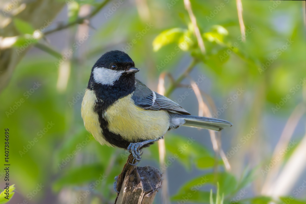 Great Tit perched on a branch in the morning light
