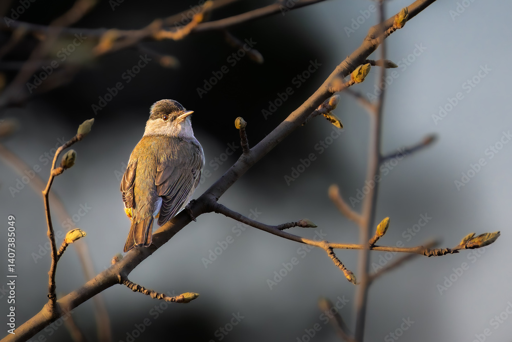 Eurasian Blackcap in the morning light