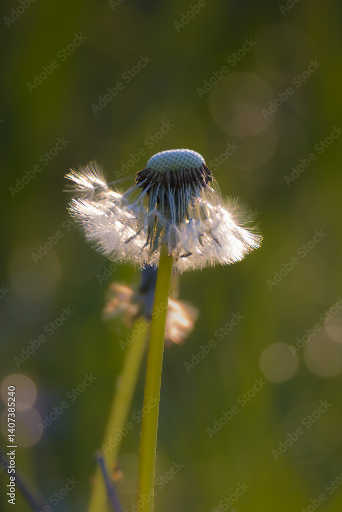 dandelion pappus in the morning light