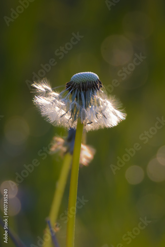 Obraz na płótnie dandelion pappus in the morning light w salonie