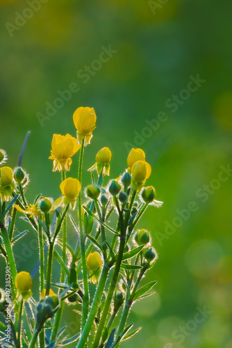 Obraz na płótnie wild yellow flowers of a meadow in the morning light w salonie