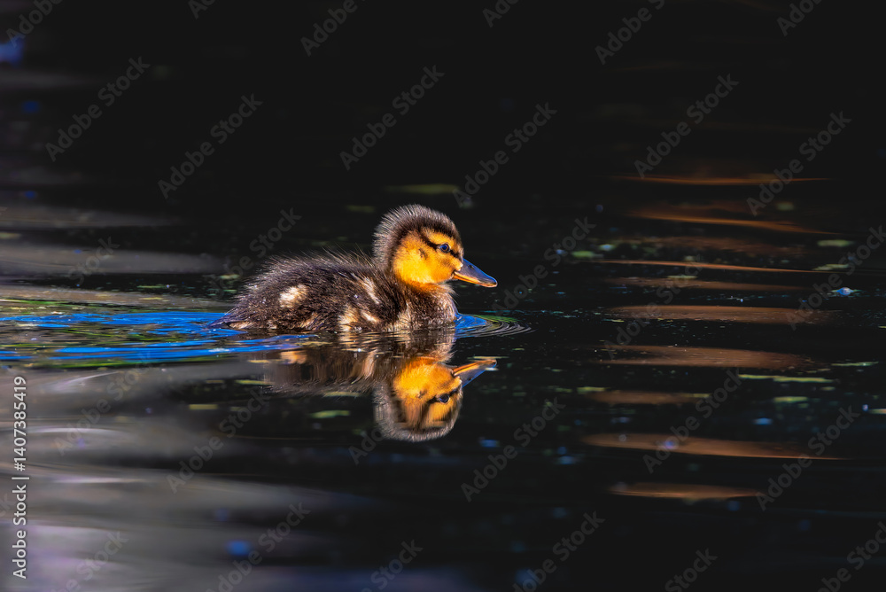 duckling in a pond in the morning light