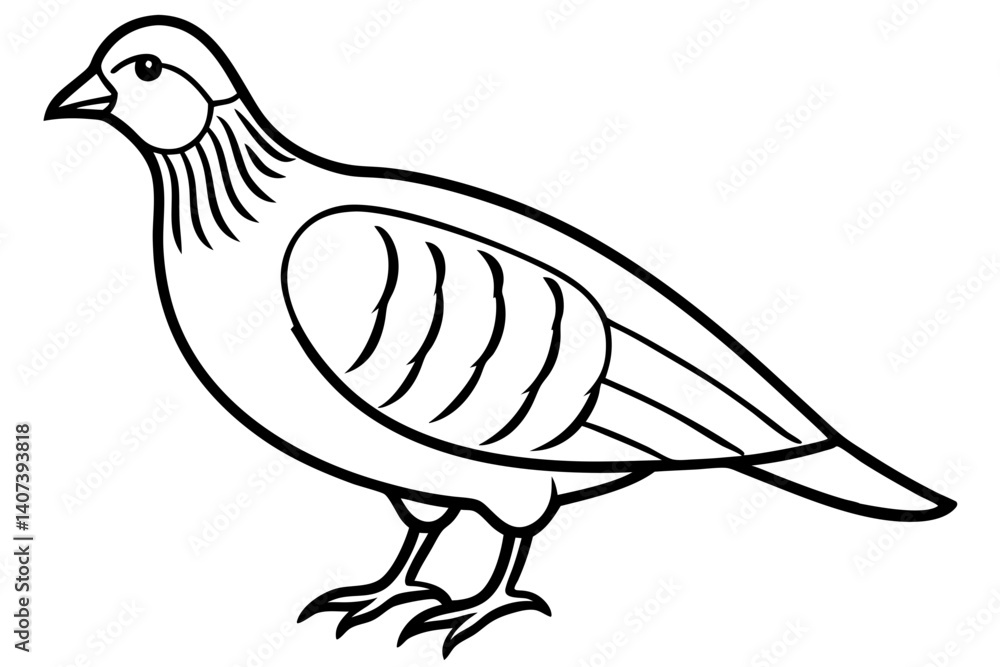 Obraz premium Quail Outline Illustration
