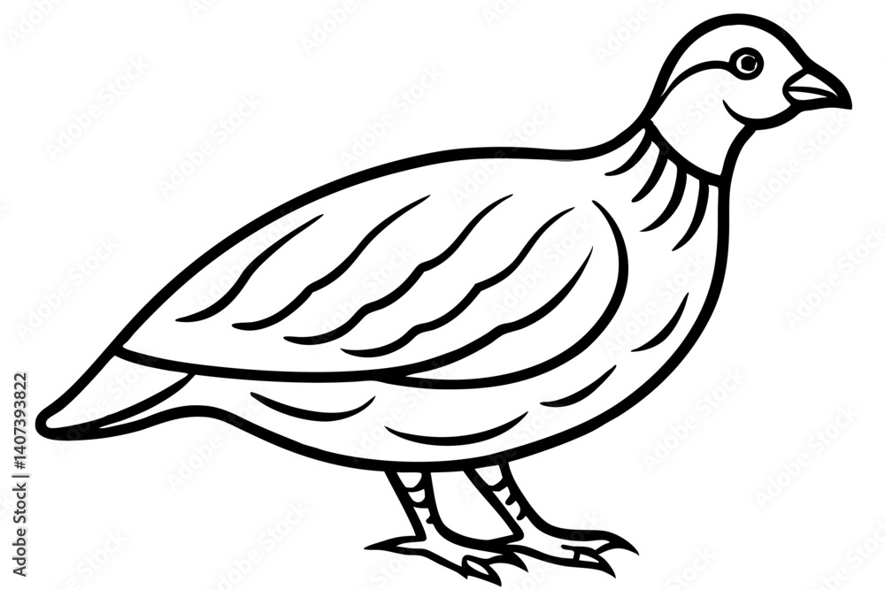 Quail Outline Illustration Quail Outline Illustration
