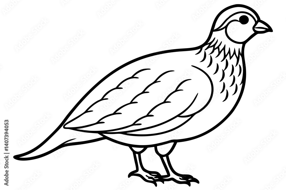 Fototapeta premium Quail Outline Illustration