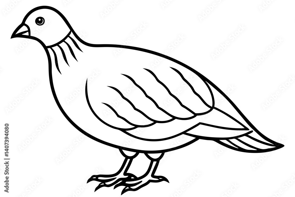 Fototapeta premium Quail Outline Illustration