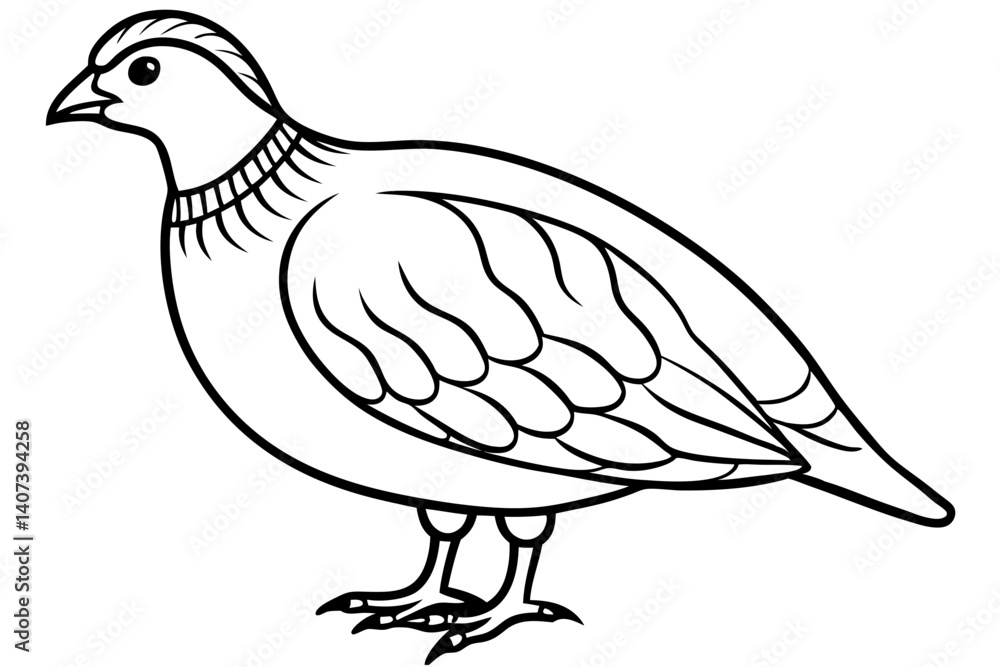 Fototapeta premium Quail Outline Illustration