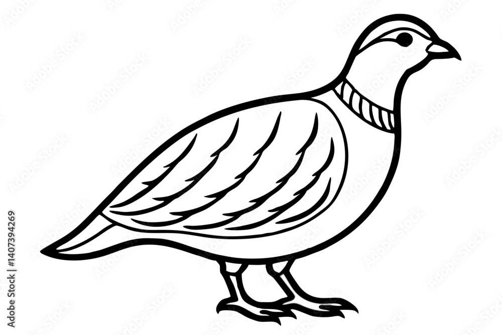 Fototapeta premium Quail Outline Illustration