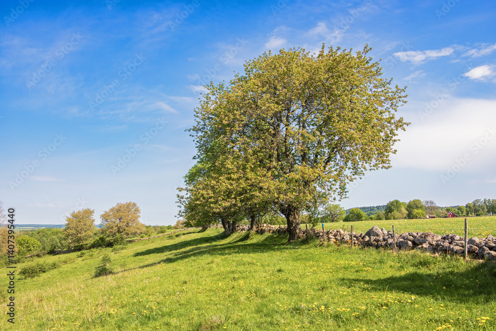 Fototapeta premium Lush green tree on a meadow a sunny summer day