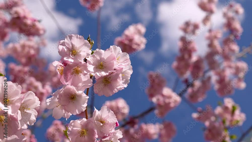 Japanese beauty of cherry blossoms. Pink flowers reaching for the sun and fluttering in the spring breeze. Japanese beauty of cherry blossoms. Pink flowers reaching for the sun and fluttering in the spring breeze.
