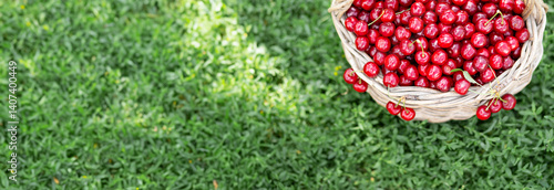 Full basket of ripe and fresh red sweet cherries