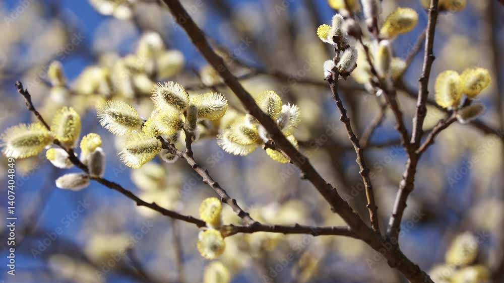 Soft Focus View of Blooming Pussy Willow Catkins on Thin Branches with a Bee Flying Nearby, Captured Against a Blurred Blue Sky Background. A Gentle Spring Floral Scene Showcasing Nature's Awakening. Soft Focus View of Blooming Pussy Willow Catkins on Thin Branches with a Bee Flying Nearby, Captured Against a Blurred Blue Sky Background. A Gentle Spring Floral Scene Showcasing Nature's Awakening.