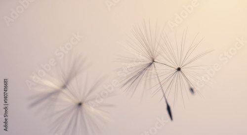Wallpaper Mural Delicate dandelion seeds floating on gentle breeze soft light pastel background nature s ephemeral Torontodigital.ca