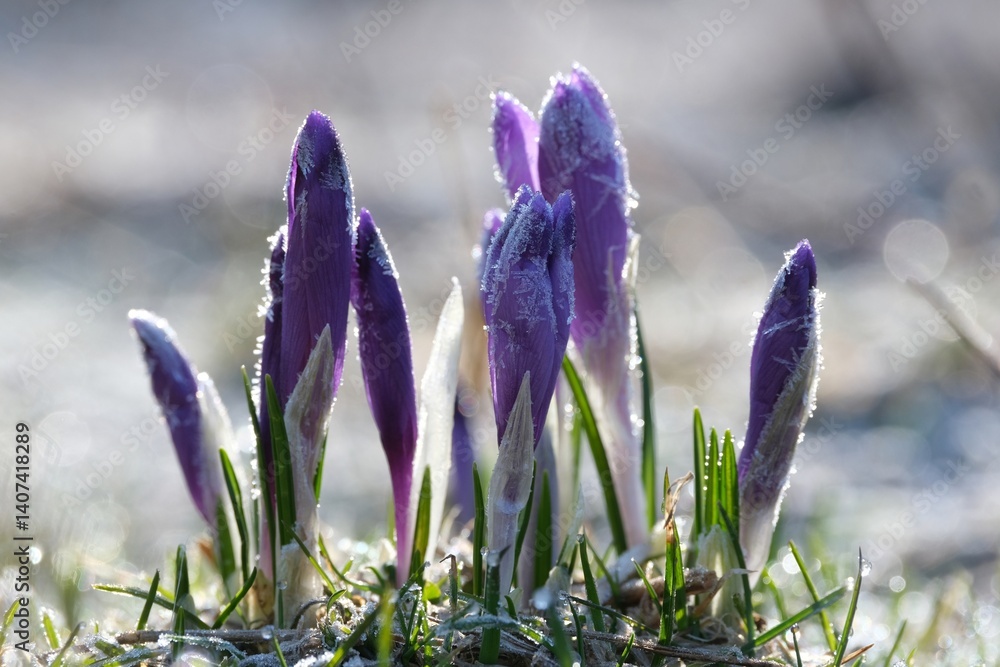 Group of frosted purple crocuses on mountain glade. Chochołowska Valley, Zakopane, Tatra Mountains, Poland