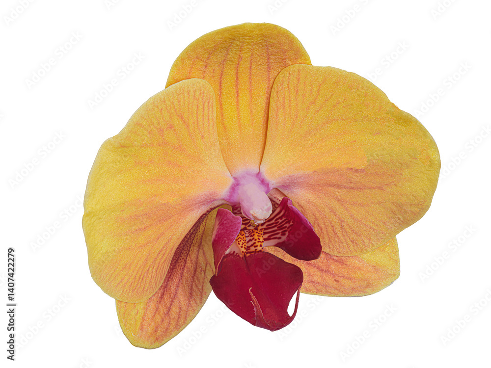 Storczyk. Orchidea.