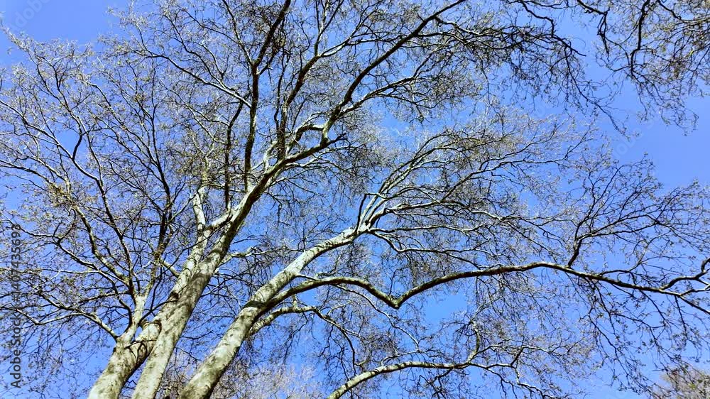 Low angle view of bare tree branches against a clear blue sky, evoking a sense of peace and tranquility Low angle view of bare tree branches against a clear blue sky, evoking a sense of peace and tranquility