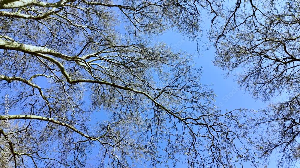 Bare branches of trees extending against a backdrop of a clear blue sky. Bare branches of trees extending against a backdrop of a clear blue sky.