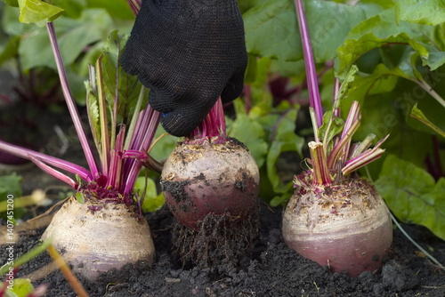 Beet harvesting. Close-up. Large, red, ripe beets growing in open ground. A farmer's hand pulling beets out of the ground.