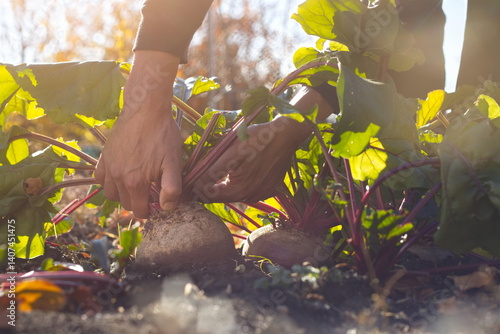 Beet harvesting. Close-up. Large, ripe beets growing in open ground under the sun. Man's hands pulling beets out of the ground.